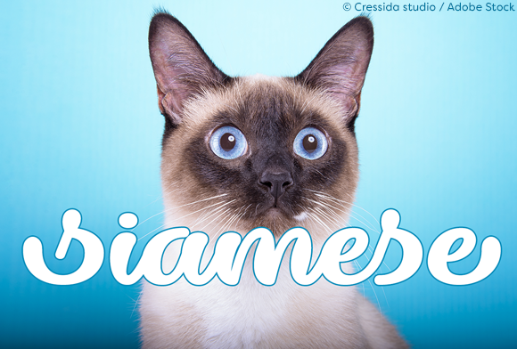 Enhance Your Campaign with Dillon the Cat Font